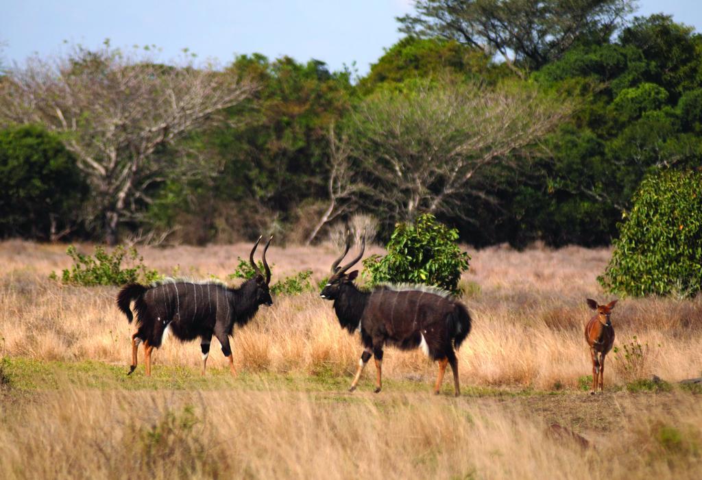 Gooderson Bushlands Game Lodge Hluhluwe Kültér fotó