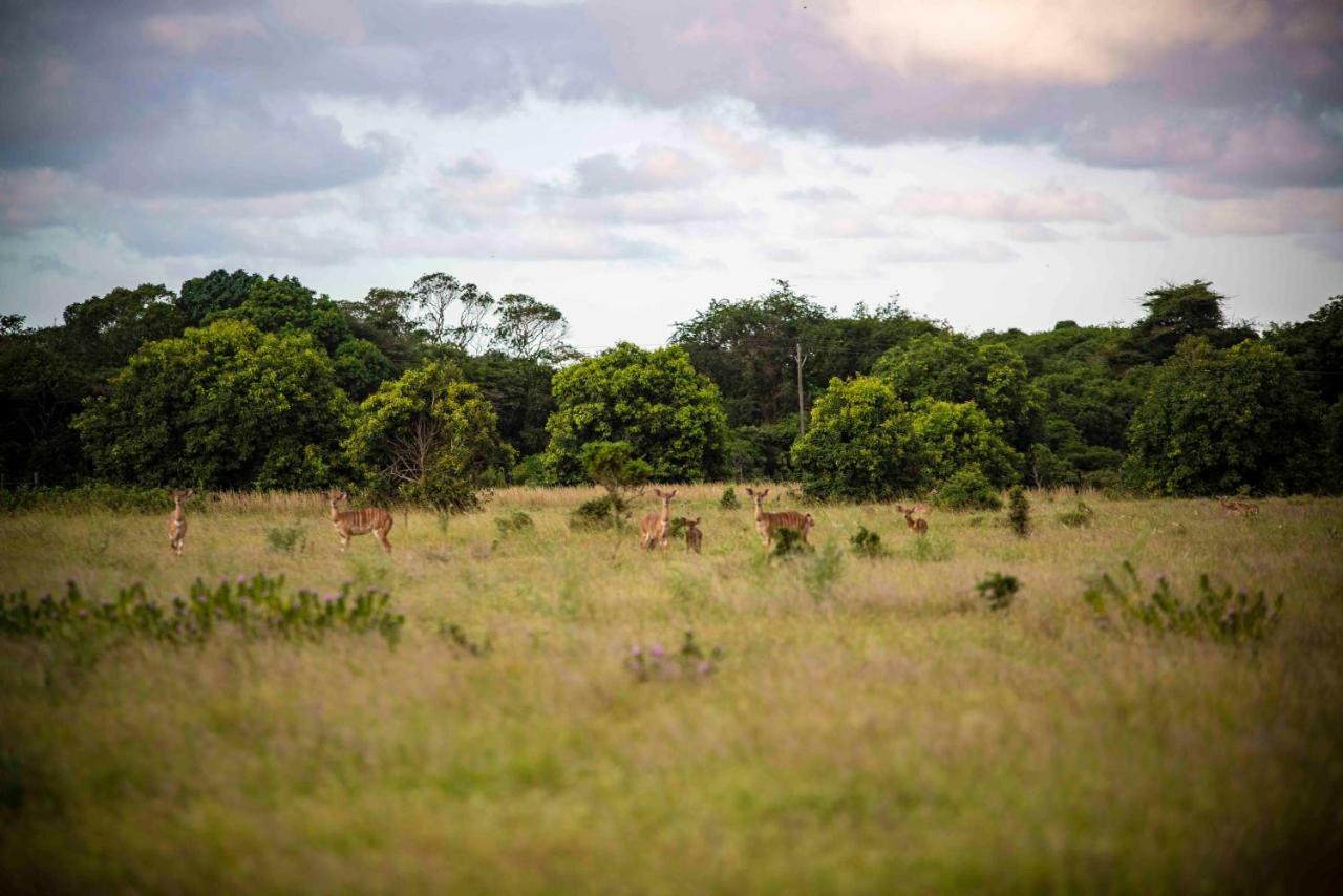 Gooderson Bushlands Game Lodge Hluhluwe Kültér fotó
