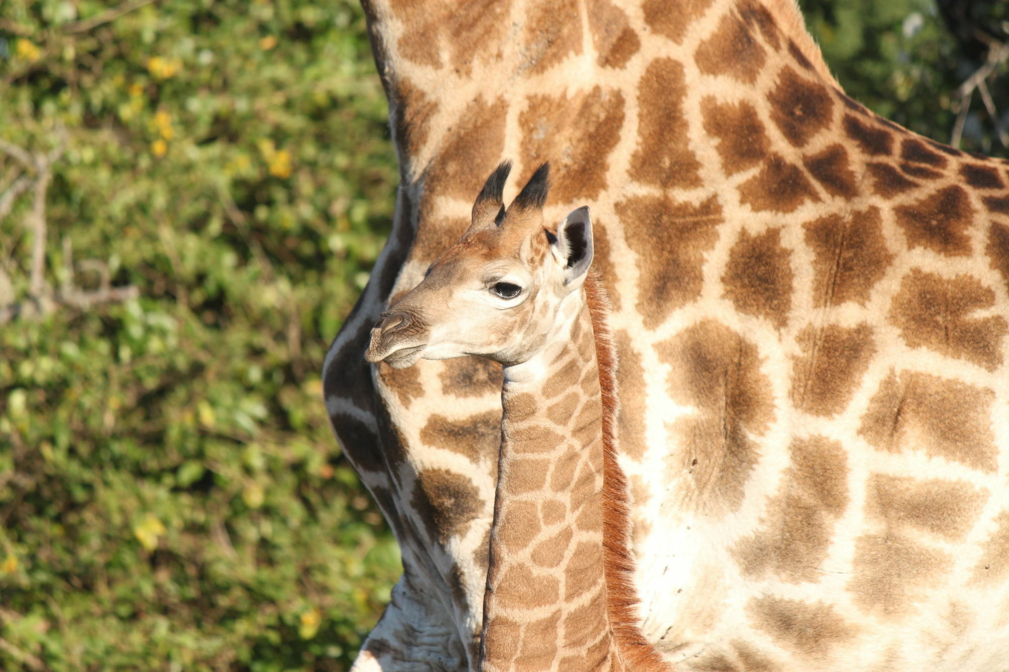 Gooderson Bushlands Game Lodge Hluhluwe Kültér fotó