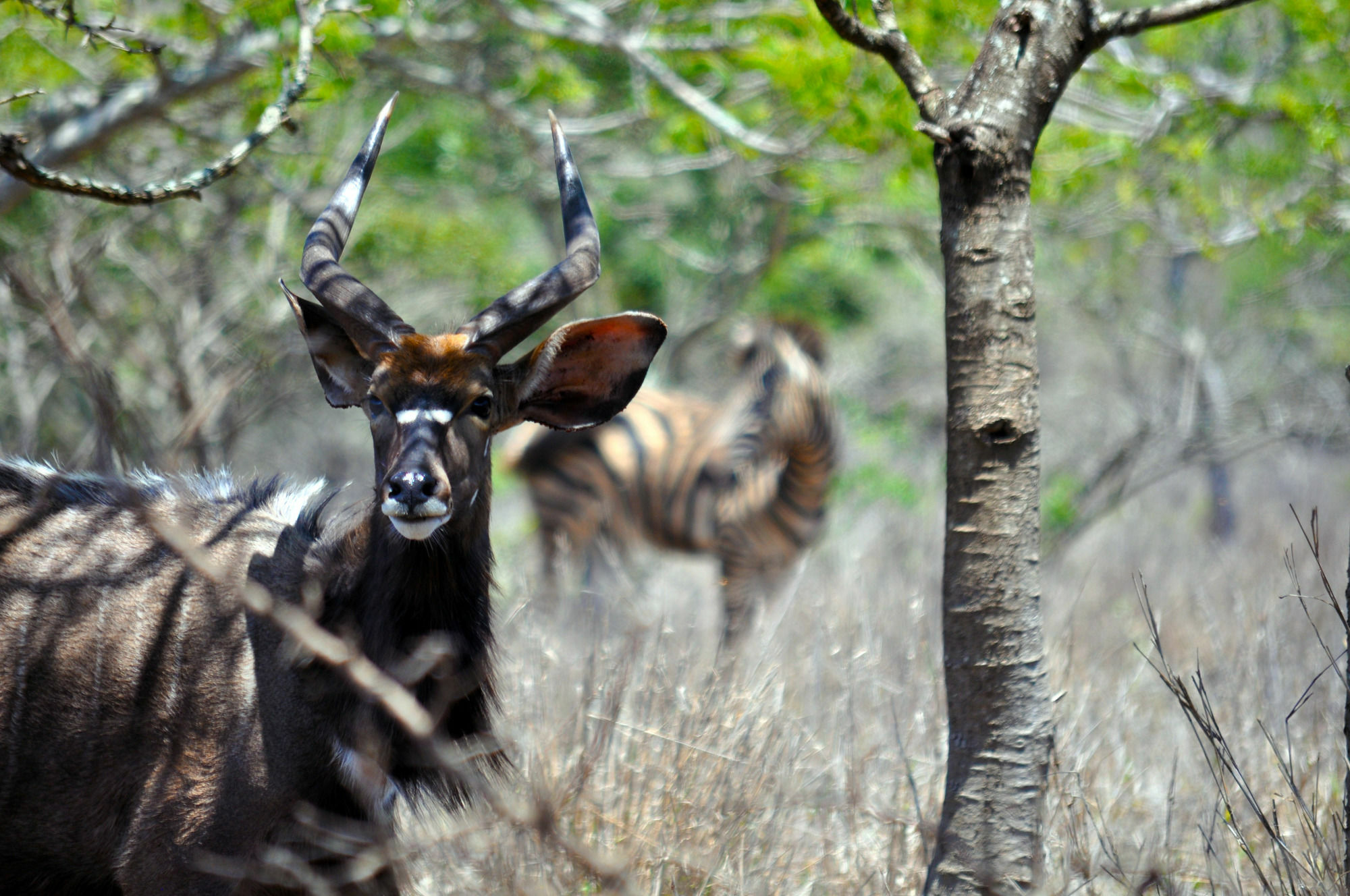 Gooderson Bushlands Game Lodge Hluhluwe Kültér fotó